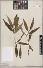 Foto von Salix bonplandiana Kunth